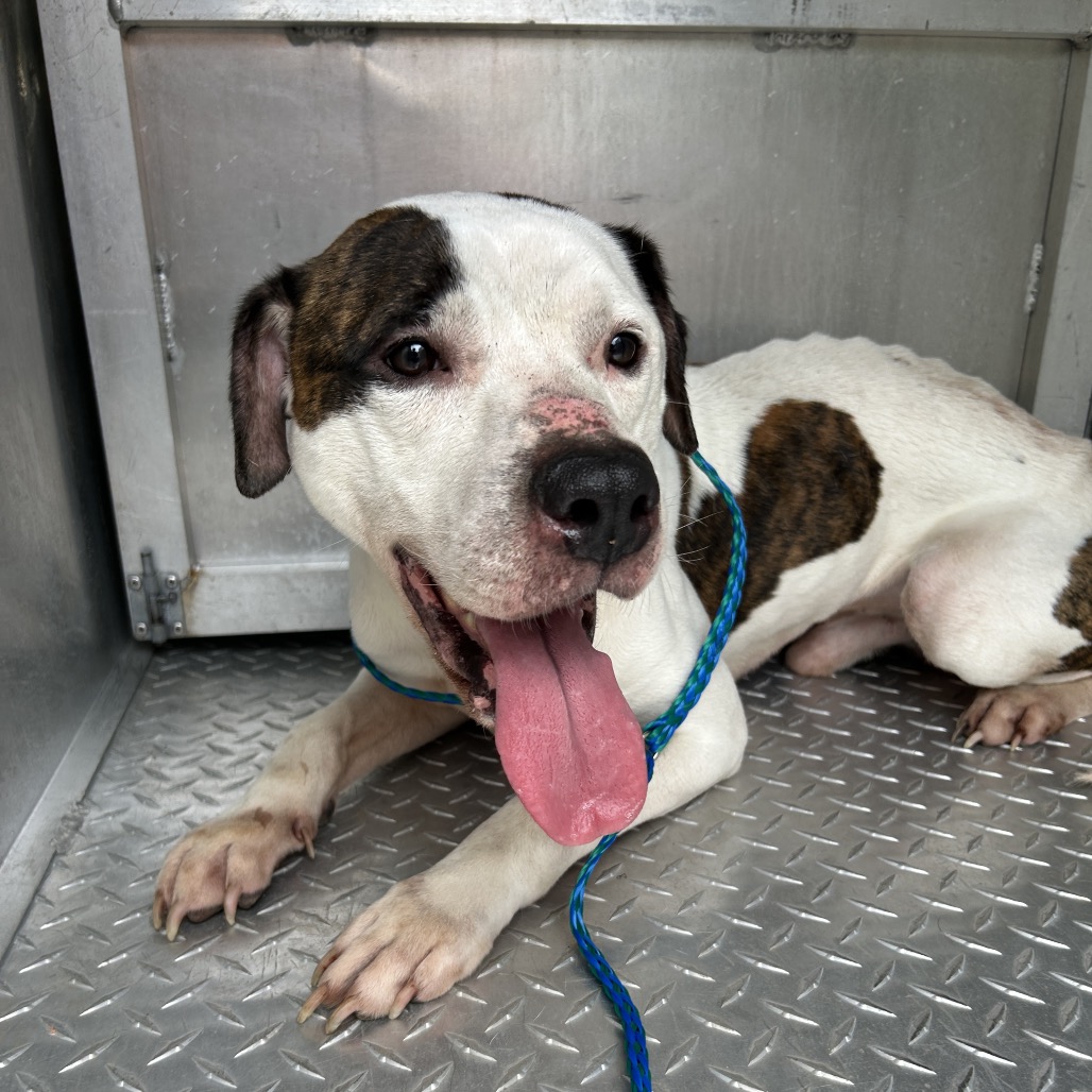 Shelter Stray Male Dog last seen , 980 Guilford College Rd, Greensboro, NC 27409, USA