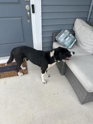 Reunited Male Dog last seen Morgan hills , Albemarle, NC 28001