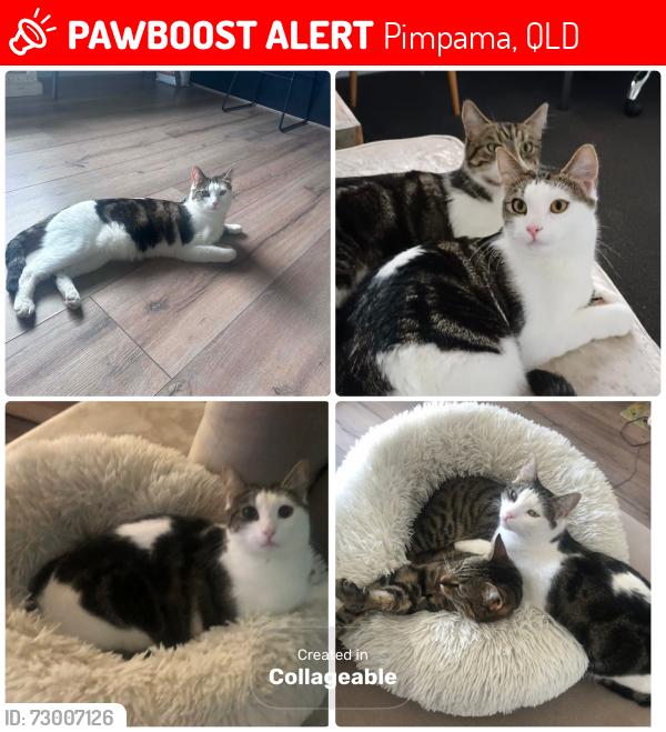 Lost Male Cat last seen McInnes St, Pimpama QLD 4209, Nearby address: 15 Fullbrook St, Pimpama QLD 4209, Azure way, Taurus circuit, Electra street, pieces way., Pimpama, QLD 4209