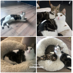 Lost Male Cat last seen McInnes St, Pimpama QLD 4209, Nearby address: 15 Fullbrook St, Pimpama QLD 4209, Azure way, Taurus circuit, Electra street, pieces way., Pimpama, QLD 4209