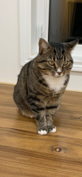 Lost Female Cat last seen Sherbrooke and st Charles , Beaconsfield, QC H9W 1N5