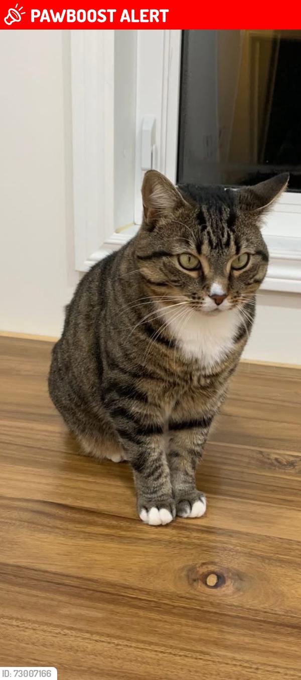 Lost Female Cat last seen Sherbrooke and st Charles , Beaconsfield, QC H9W 1N5