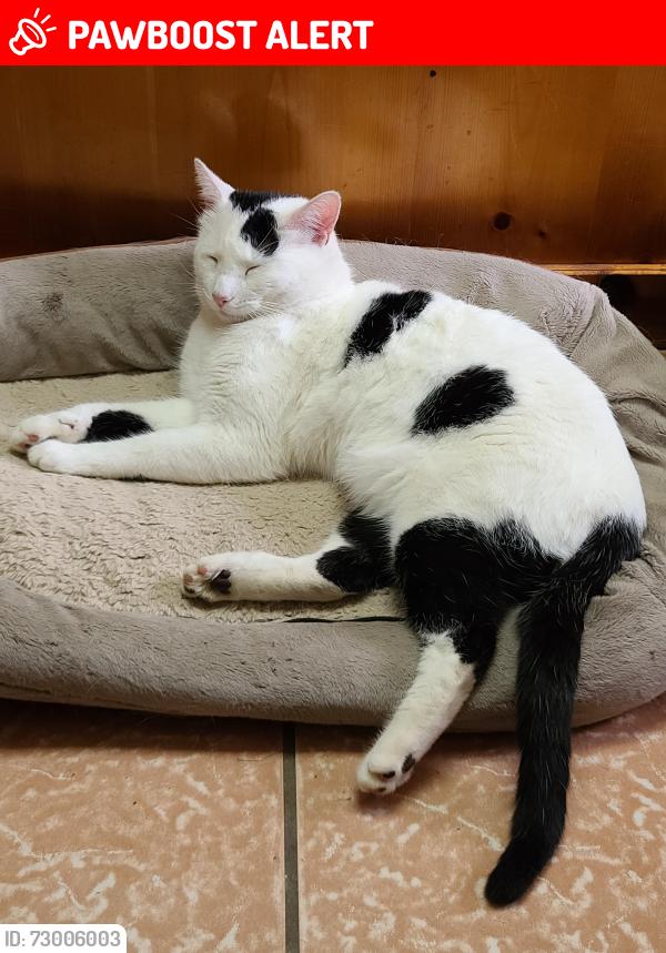 Lost Male Cat last seen FM 1256 AND FM 316, Eustace, TX 75124
