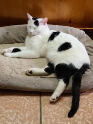 Lost Male Cat last seen FM 1256 AND FM 316, Eustace, TX 75124