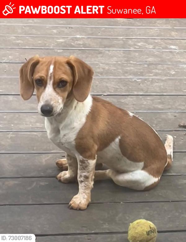Lost Female Dog last seen Lawrenceville suwanee, Suwanee, GA 30024