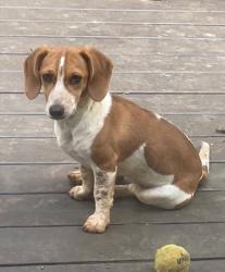 Lost Female Dog last seen Lawrenceville suwanee, Suwanee, GA 30024
