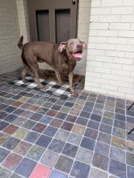 Reunited Male Dog last seen City Center in Vestavia , Vestavia Hills, AL 35216