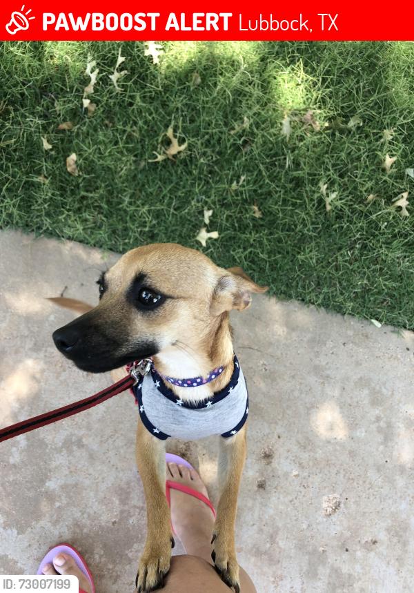 Lost Female Dog last seen Inler Avenue and 10th place , Lubbock, TX 79416