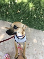 Lost Female Dog last seen Inler Avenue and 10th place , Lubbock, TX 79416