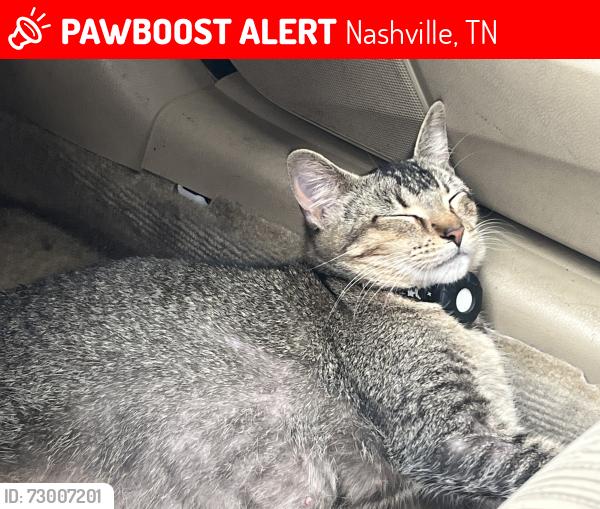 Lost Female Cat last seen Murfreesboro pike , Nashville, TN 37013