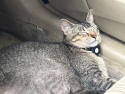 Lost Female Cat last seen Murfreesboro pike , Nashville, TN 37013