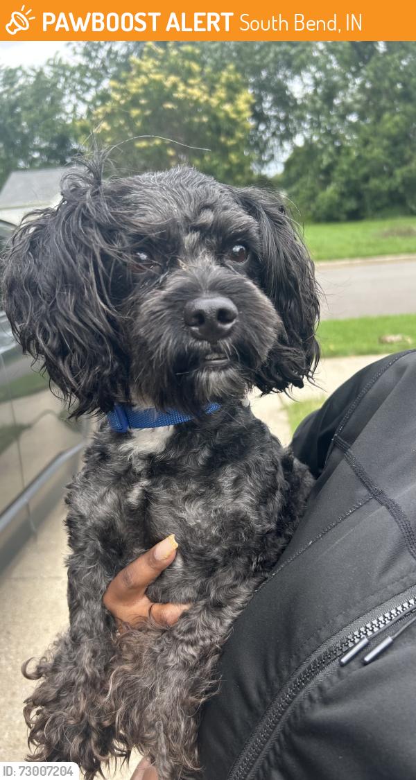 Found/Stray Male Dog last seen Western Ave and Wellington St, South Bend, IN 46628