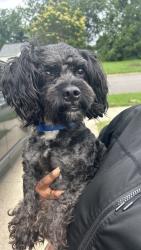 Found/Stray Male Dog last seen Western Ave and Wellington St, South Bend, IN 46628