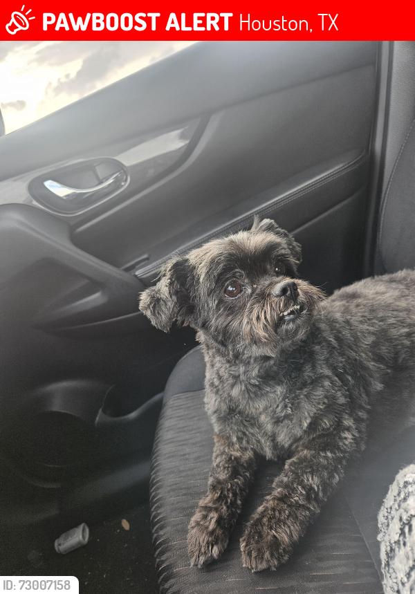 Lost Female Dog last seen Chessington drive, Houston, TX 77031