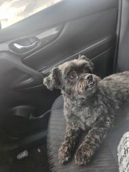 Lost Female Dog last seen Chessington drive, Houston, TX 77031