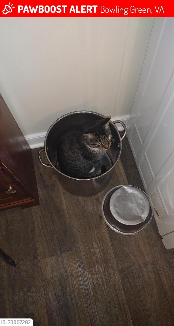 Lost Male Cat last seen Between the town hses and the foodlion in Carolina Manor, Bowling Green, VA 22427