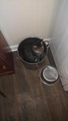 Lost Male Cat last seen Between the town hses and the foodlion in Carolina Manor, Bowling Green, VA 22427