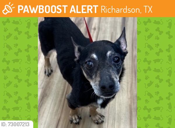 Found/Stray Male Dog last seen Near N Coit Rd, Richardson, TX 75080