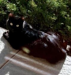 Found/Stray Female Cat last seen 101st Street, Bloomington, MN 55431
