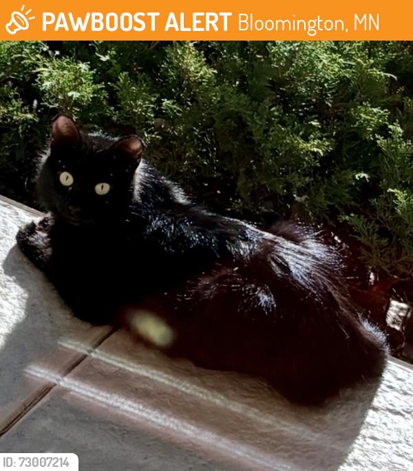 Found/Stray Female Cat last seen 101st Street, Bloomington, MN 55431