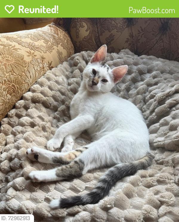 Reunited Male Cat last seen  Safeway Shopping Center - Freedom Blvd and Airport Blvd. , Freedom, CA 95019