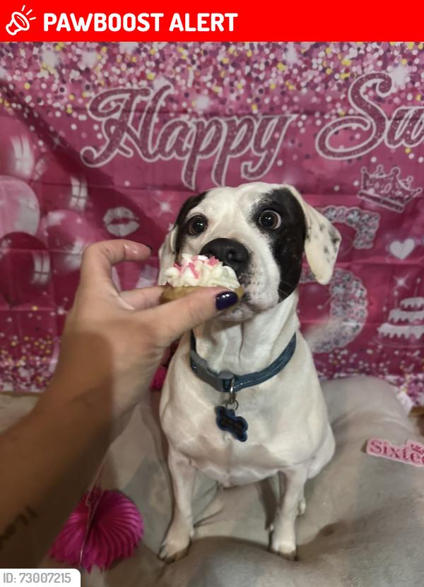 Lost Female Dog last seen Blue Hill Road and Macaurthur , North Little Rock, AR 72118