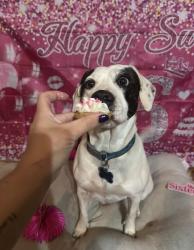 Lost Female Dog last seen Blue Hill Road and Macaurthur , North Little Rock, AR 72118