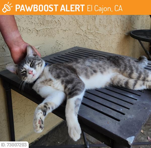 Found/Stray Unknown Cat last seen Hillside , El Cajon, CA 92019