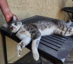 Found/Stray Unknown Cat last seen Hillside , El Cajon, CA 92019