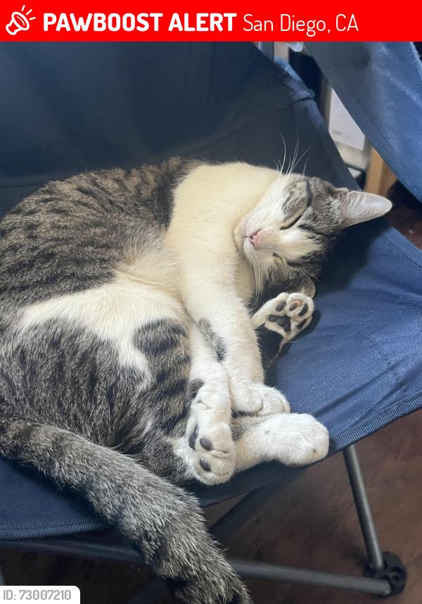 Lost Male Cat last seen Linda vista park , San Diego, CA 92111