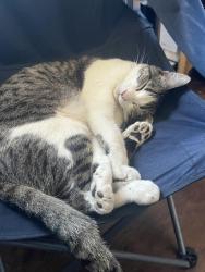 Lost Male Cat last seen Linda vista park , San Diego, CA 92111