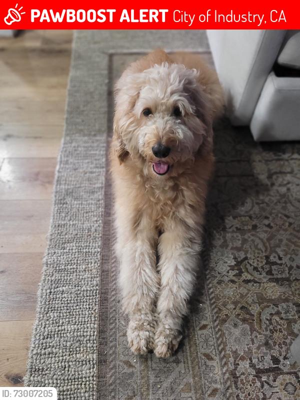 Lost Male Dog last seen Near , City of Industry, CA 91744