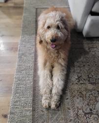 Lost Male Dog last seen Near , City of Industry, CA 91744