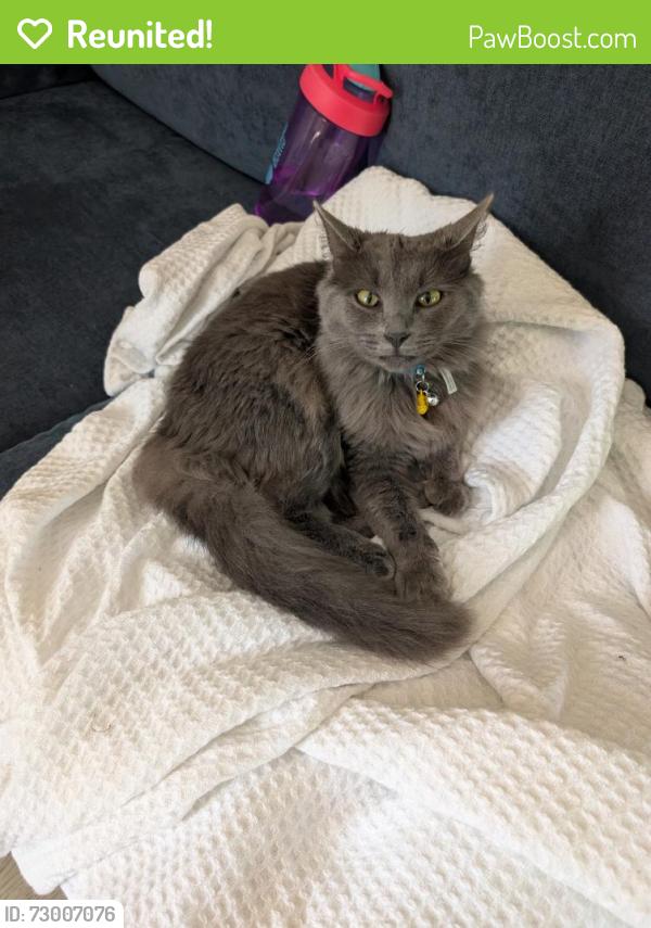 Reunited Female Cat last seen Old Castle Dr, Fayetteville, NC 28314