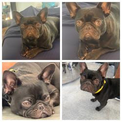 Lost Female Dog last seen Pringle, San Diego, CA 92103