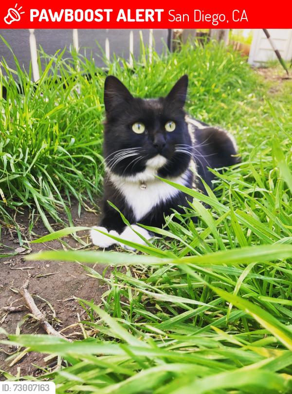Lost Female Cat last seen Mt. Ainsworth Ave & Mt. Abraham Ave, San Diego, CA 92111