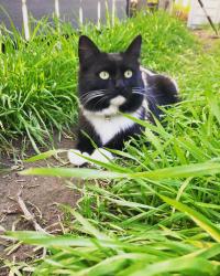 Lost Female Cat last seen Mt. Ainsworth Ave & Mt. Abraham Ave, San Diego, CA 92111