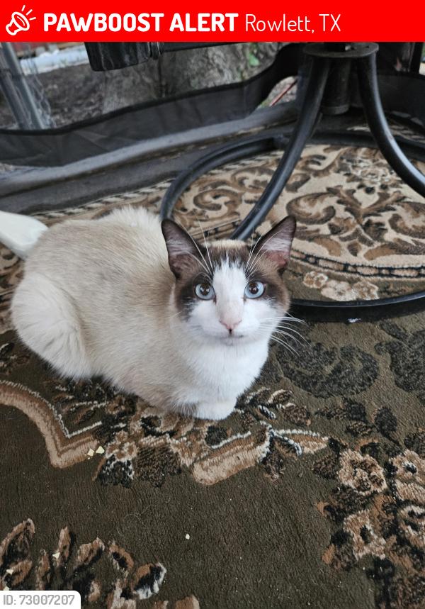 Lost Male Cat last seen Rowlett rd Miller rd, Rowlett, TX 75088