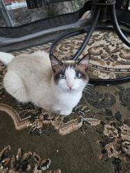Lost Male Cat last seen Rowlett rd Miller rd, Rowlett, TX 75088