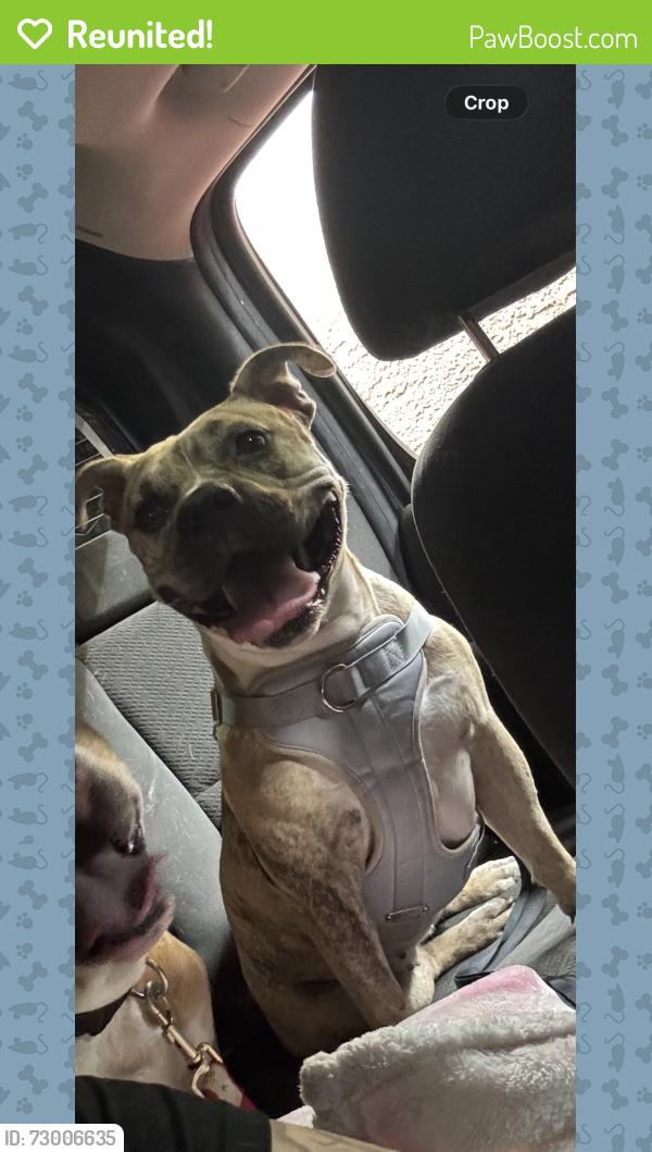 Reunited Female Dog last seen Near S Hollywood Blvd Las Vegas, NV 89142 United States, Las Vegas, NV 89142