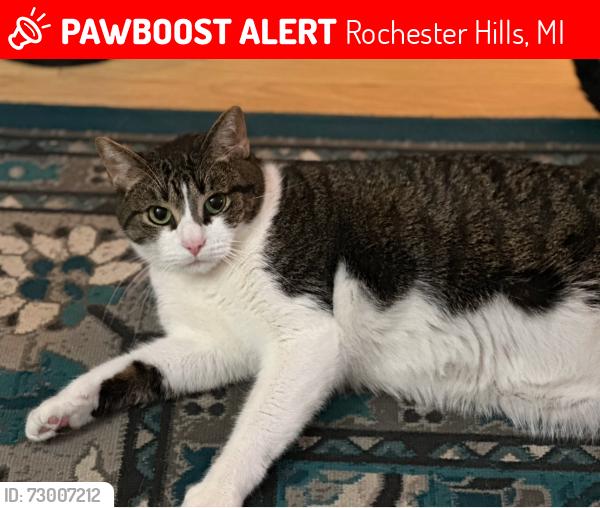 Lost Male Cat last seen Livernois and Walton, Rochester Hills, MI 48307
