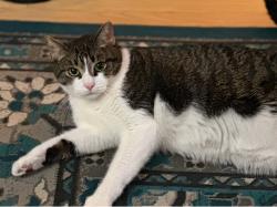 Lost Male Cat last seen Livernois and Walton, Rochester Hills, MI 48307