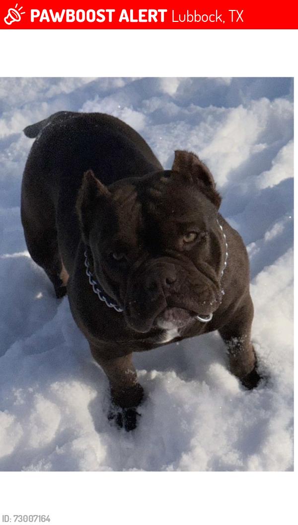 Lost Female Dog last seen Chapman Field/ University , Lubbock, TX 79410
