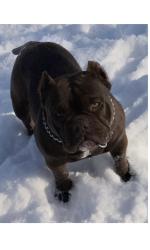 Lost Female Dog last seen Chapman Field/ University , Lubbock, TX 79410