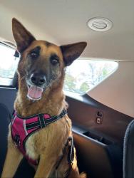 Lost Female Dog last seen Van Nuys blvd, Los Angeles, CA 91331