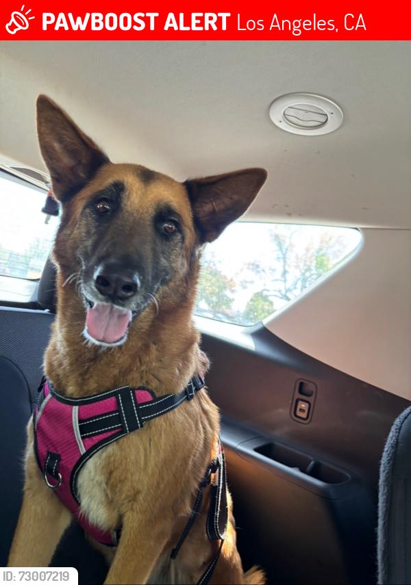 Lost Female Dog last seen Van Nuys blvd, Los Angeles, CA 91331