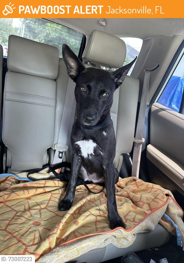 Found/Stray Female Dog last seen Jenkins bbq , Jacksonville, FL 32207