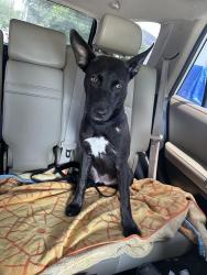 Found/Stray Female Dog last seen Jenkins bbq , Jacksonville, FL 32207