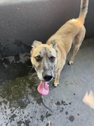 Found/Stray Female Dog last seen Scenic, Modesto, CA 95355