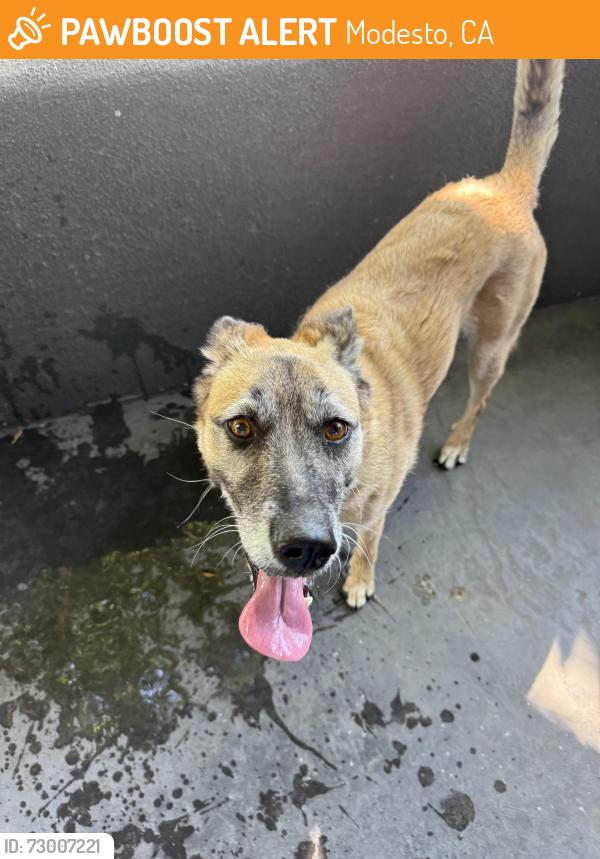 Found/Stray Female Dog last seen Scenic, Modesto, CA 95355